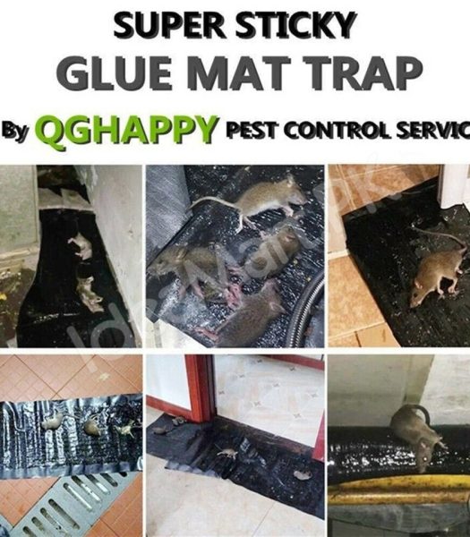 disposable-non-toxic-sticky-trap-mat-for-catching-mice-rats-and-crawling-pests-product-image