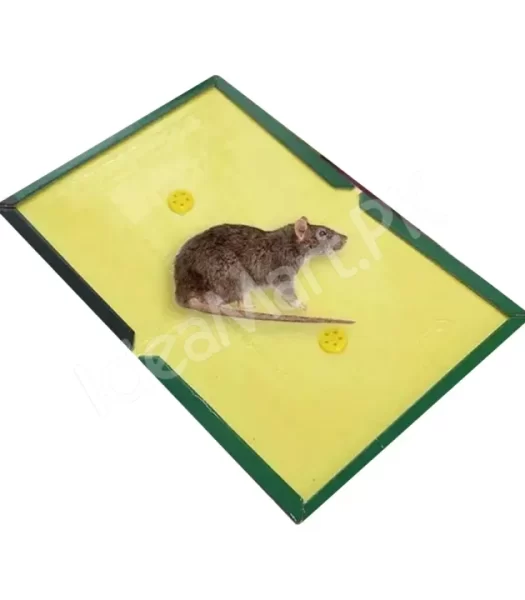 reusable-expert-mouse-glue-traps-sticky-boards-product-image