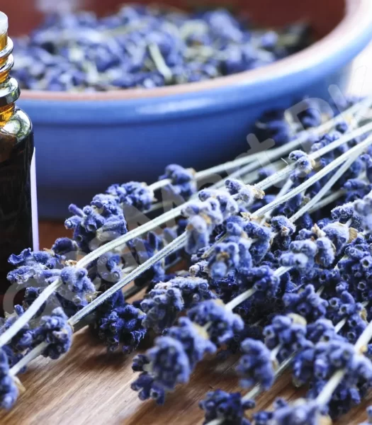 lavender-essential-oil-10ml-100-pure-therapeutic-grade-steam-distilled-vegan-aromatherapy-diffuser-relaxation-oil-concentrated-eo-for-home-spa-product-image